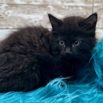 Nimbus -  Domestic Long Hair Cat for Adoption in Lexington, Kentucky - Nimbus | PetCurious