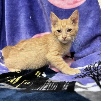 Rescue Domestic Short Hair Cats for Adoption in Fairmont, Minnesota - Cinnaboo | PetCurious