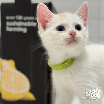 Rescue Domestic Short Hair Cats for Adoption in Washington, District Of Columbia - Jax | PetCurious