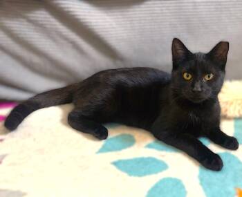 Domestic Medium Hair Cats Available for Adoption in Fort Myers, Florida - Bruno | PetCurious