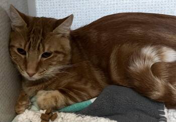 Rescue Domestic Short Hair Cats for Adoption in Salem, New Hampshire - Candy And Mango | PetCurious