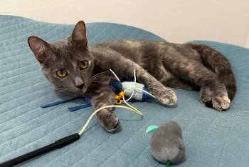 Morticia Bush -  Domestic Short Hair and Dilute Tortoiseshell Cat for Adoption in Chandler, Arizona - Morticia Bush | PetCurious