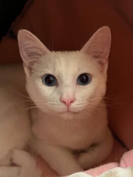 Rescue Domestic Short Hair Cats for Adoption in Mokena, Illinois - Boop | PetCurious