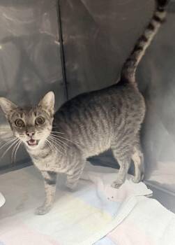 Winston -  Domestic Short Hair Cat for Adoption in Elizabethtown, North Carolina - Winston | PetCurious
