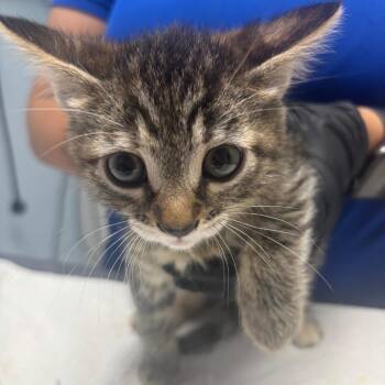 Pastrami -  Domestic Short Hair Cat for Adoption in Riverside, California - Pastrami | PetCurious