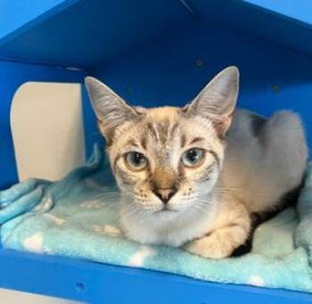 Frankie -  Siamese Cat for Adoption in Winter Haven, Florida - Frankie | PetCurious