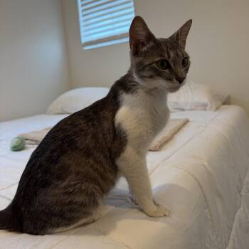 Queen -  Domestic Short Hair Cat for Adoption in Los Angeles, California - Queen | PetCurious