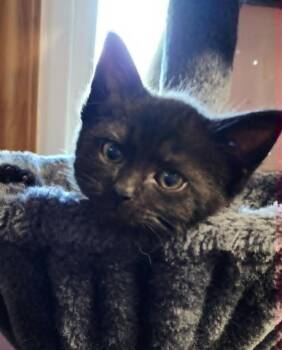 Domestic Medium Hair Cats Available for Adoption in Warren, Michigan - Gumdrop | PetCurious