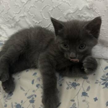 Tilly 2 -  Domestic Short Hair Cat for Adoption - Tilly 2 | PetCurious