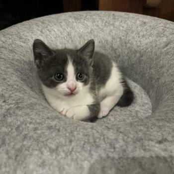 Pearl -  Domestic Short Hair Cat for Adoption in Natick, Massachusetts - Pearl | PetCurious