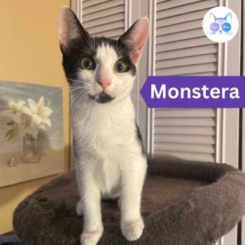 Rescue Domestic Short Hair Cats for Adoption in Penfield, New York - Monstera | PetCurious