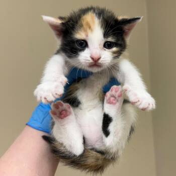 Domestic Short Hair Cats Available for Adoption in Birmingham, Alabama - Frieda | PetCurious