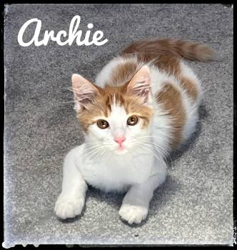Archie -  Domestic Medium Hair Cat for Adoption in El Cajon, California - Archie | PetCurious
