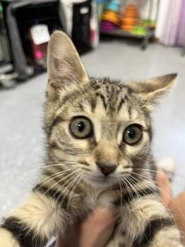 Domestic Short Hair Cats Available for Adoption in Dayton, Minnesota - Sprinkle | PetCurious