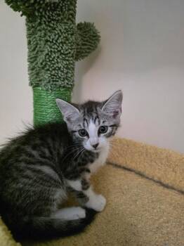 Spencer -  Domestic Medium Hair Cat for Adoption in Virginia Beach, Virginia - Spencer | PetCurious