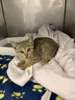 ELEVEN -  Domestic Short Hair Cat for Adoption in Doral, Florida - ELEVEN | PetCurious