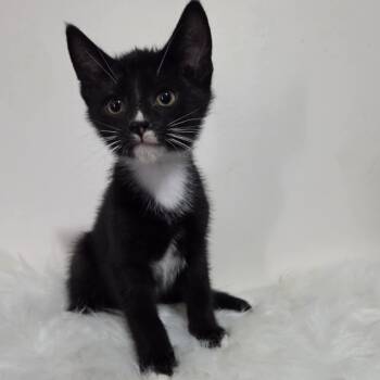 Rescue Domestic Short Hair Cats for Adoption in Chilliwack, British Columbia - Preadoption: Crovax | PetCurious