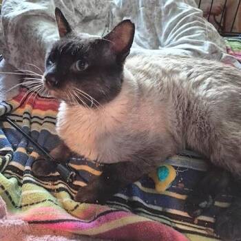 Siamese Cats Available for Adoption in Millcreek, Utah - Leafeon | PetCurious