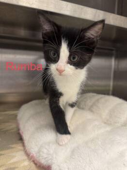 Rumba -  Domestic Short Hair Cat for Adoption in Hilton Head Island, South Carolina - Rumba | PetCurious