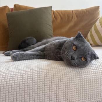 Sinope -  Scottish Fold Cat for Adoption - Sinope | PetCurious
