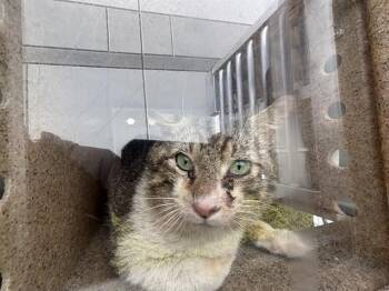 Domestic Short Hair Cats Available for Adoption in Rancho Cucamonga, California - HELLMAN 14 | PetCurious