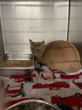 Rescue Domestic Short Hair Cats for Adoption in Casper, Wyoming - BARFINNIOUS | PetCurious