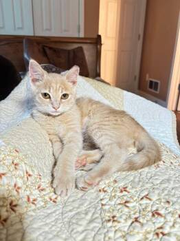 Petunia -  Domestic Short Hair Cat for Adoption in East Lansing, Michigan - Petunia | PetCurious