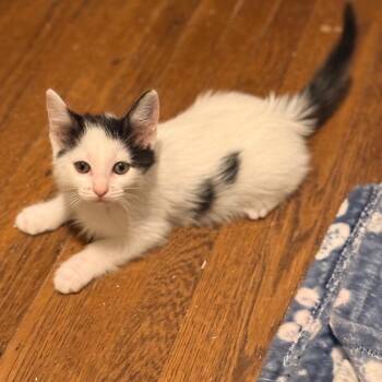 Penny -  Domestic Short Hair Cat for Adoption in Spokane, Washington - Penny | PetCurious