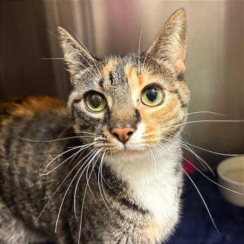 Domestic Short Hair Cats Available for Adoption - Coraline | PetCurious