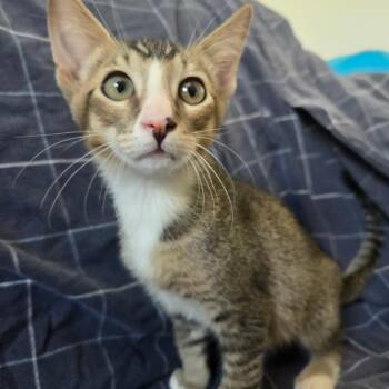 Garbanzo -  Domestic Short Hair Cat for Adoption in Brea, California - Garbanzo | PetCurious