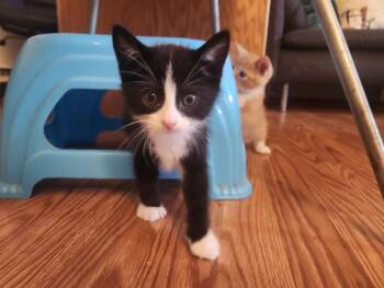 Zoro -  Domestic Short Hair Cat for Adoption in Bordentown, New Jersey - Zoro | PetCurious