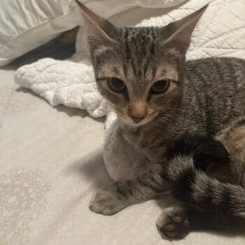 Carlos -  Domestic Short Hair Cat for Adoption in New York, New York - Carlos | PetCurious