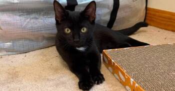 Cleo -  Domestic Short Hair Cat for Adoption in Milton, Delaware - Cleo | PetCurious