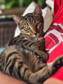 Rescue Domestic Short Hair Cats for Adoption in Little River, South Carolina - Suki (female) & Thor (male) | PetCurious