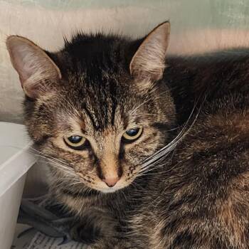 Twindle -  Domestic Short Hair Cat for Adoption in San Antonio, Texas - Twindle | PetCurious