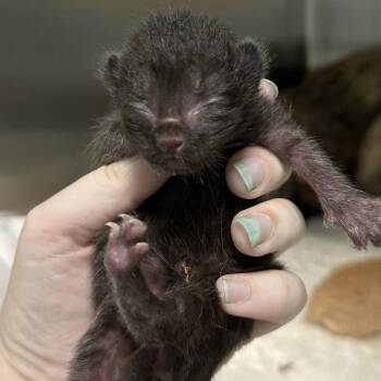 Feet -  Domestic Short Hair Cat for Adoption in Greensboro, North Carolina - Feet | PetCurious