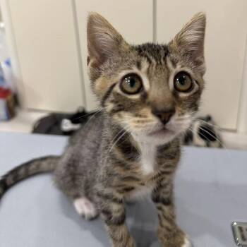 Oliver -  Domestic Short Hair Cat for Adoption in Pasadena, California - Oliver | PetCurious