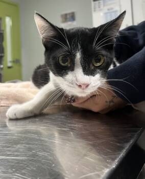 Rescue Domestic Short Hair Cats for Adoption in Daytona Beach, Florida - Peter | PetCurious