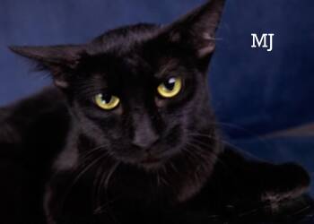 M J -  Domestic Short Hair Cat for Adoption in York, Nebraska - M J | PetCurious