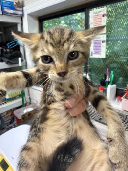 Stella Blue -  Domestic Short Hair Cat for Adoption in Pomona, New York - Stella Blue | PetCurious
