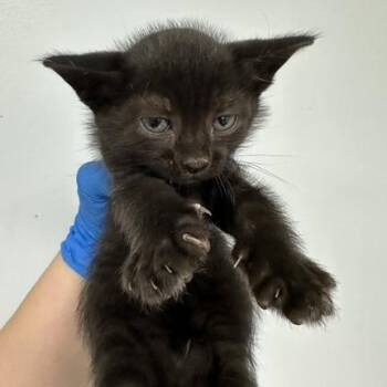 Dark Knight -  Domestic Short Hair Cat for Adoption in Indianapolis, Indiana - Dark Knight | PetCurious