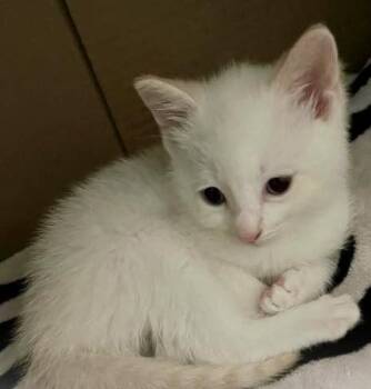 Coconut -  Domestic Short Hair Cat Available for Adoption - Coconut | PetCurious