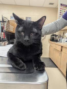 Rescue Domestic Short Hair Cats for Adoption in Aliquippa, Pennsylvania - ONYX | PetCurious