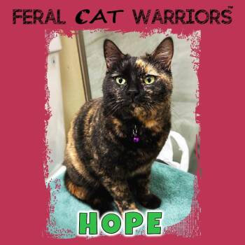 Domestic Short Hair Cats Available for Adoption - Hope | PetCurious