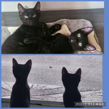 Steve & Eric -  Domestic Short Hair Cat for Adoption in Manhattan, Kansas - Steve & Eric | PetCurious