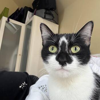 Tuxedo Cats Available for Adoption - Fresa | PetCurious