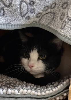 Domestic Short Hair Cats Available for Adoption in Reading, Vermont - West | PetCurious