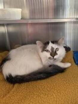 Rescue Domestic Medium Hair Cats for Adoption in Manitowoc, Wisconsin - Charmer | PetCurious