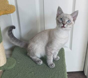 Moscow -  Siamese Cat for Adoption in Mission Viejo, California - Moscow | PetCurious