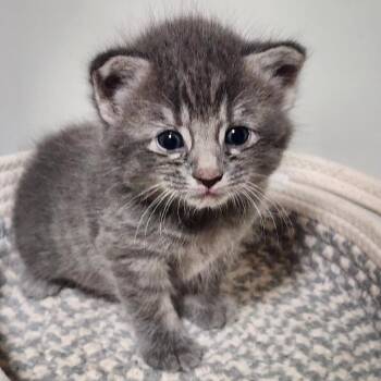 Casey -  Domestic Short Hair Cat for Adoption in Mooresville, North Carolina - Casey | PetCurious